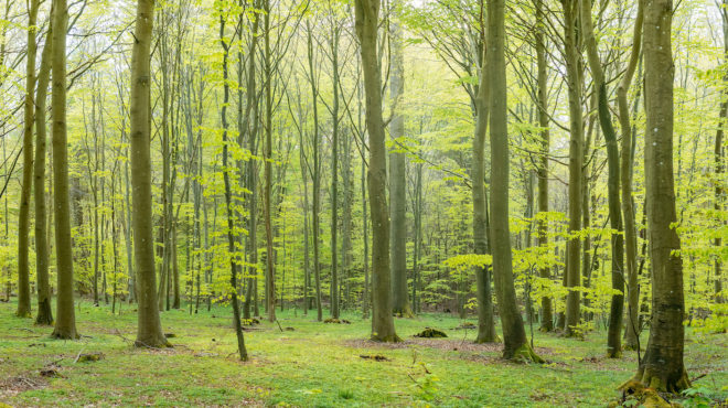 το-κλιματικό-στρες-νεκρώνει-τα-δέντ-563329636