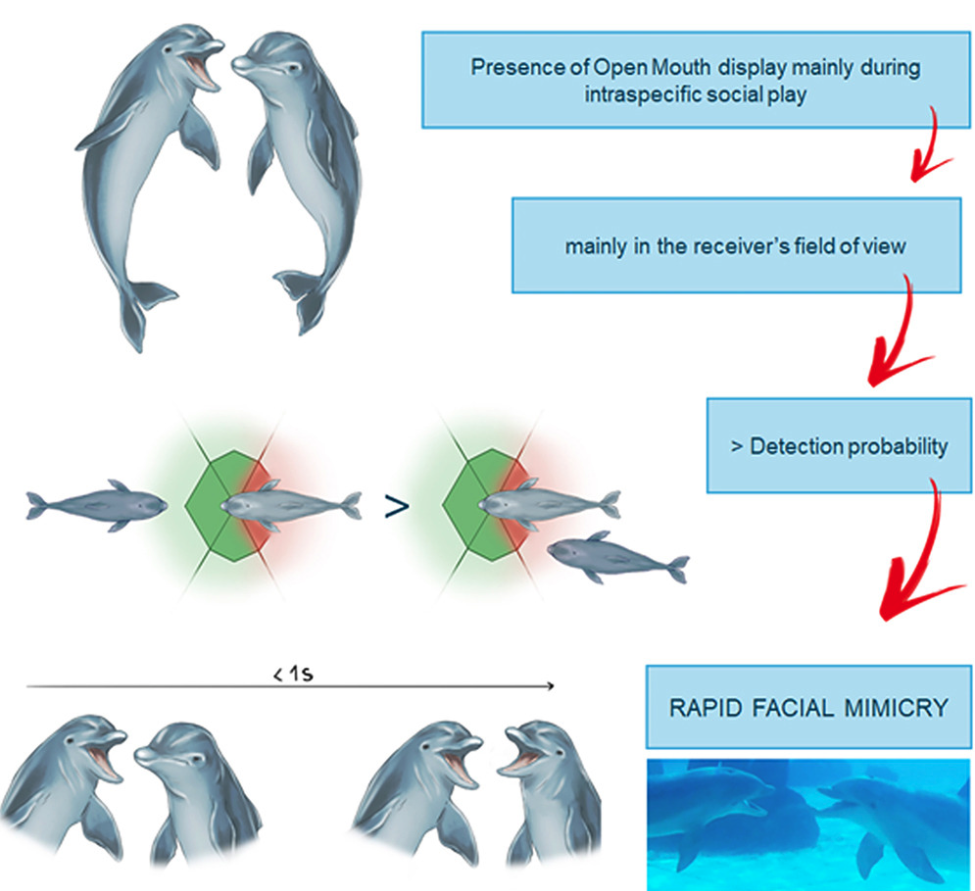 Τα δελφίνια χαμογελούν όταν παίζουν με παρέα-1