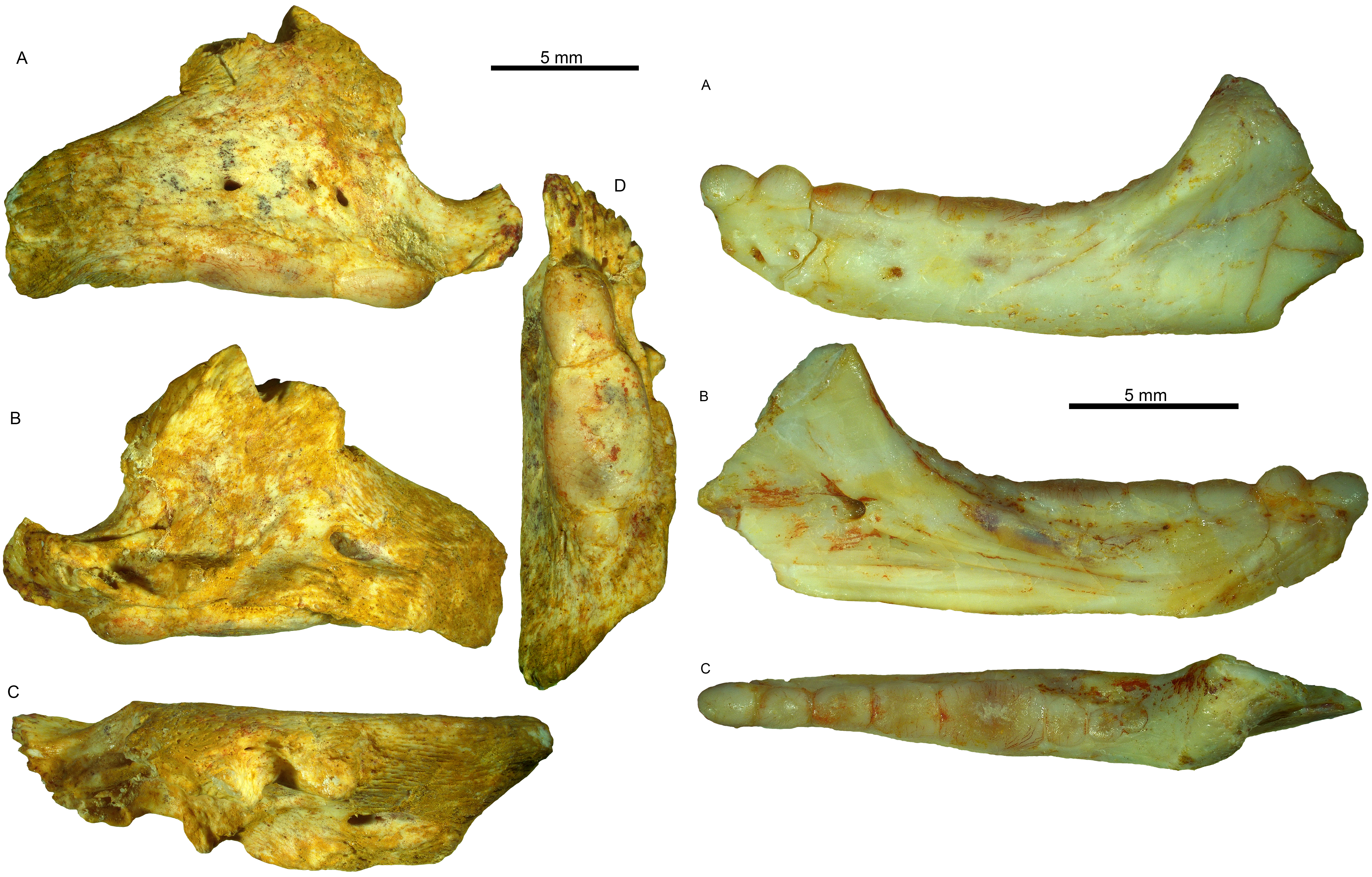 Μία ελληνική ανακάλυψη 50 εκατ. ετών-2