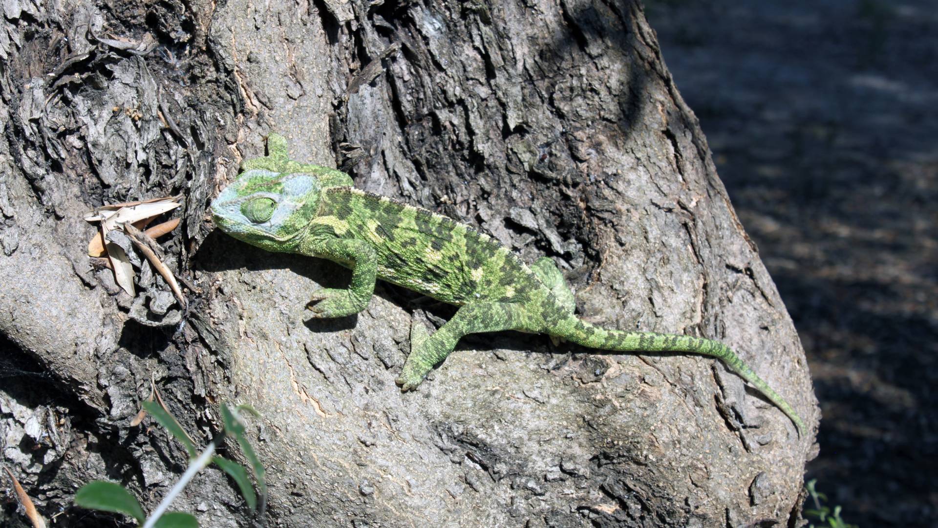 Φάρμακο κατά του άσθματος από δηλητήριο φιδιού;-5