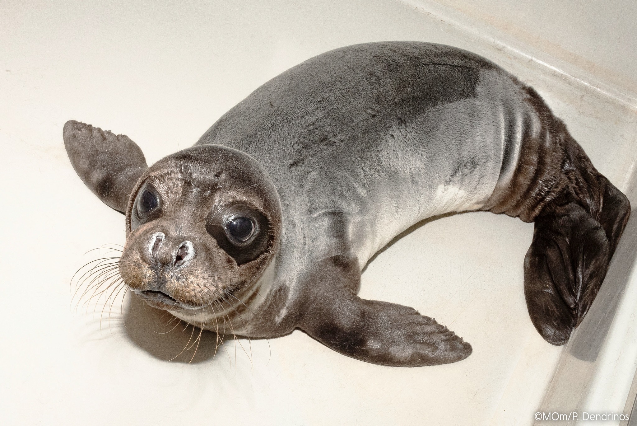 Οι ιστορίες του Παναγή, του Ρένου και της Κωνσταντίνας-2
