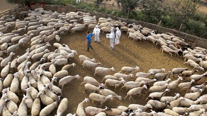 οι-τρύπες-στους-ελέγχους-για-τις-ζωο-563306893