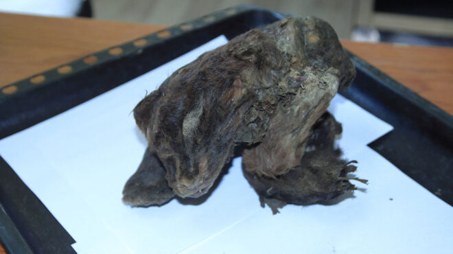 η-ανακάλυψη-μαχαιρόδοντα-32-000-ετών-ξεκλ-563333839