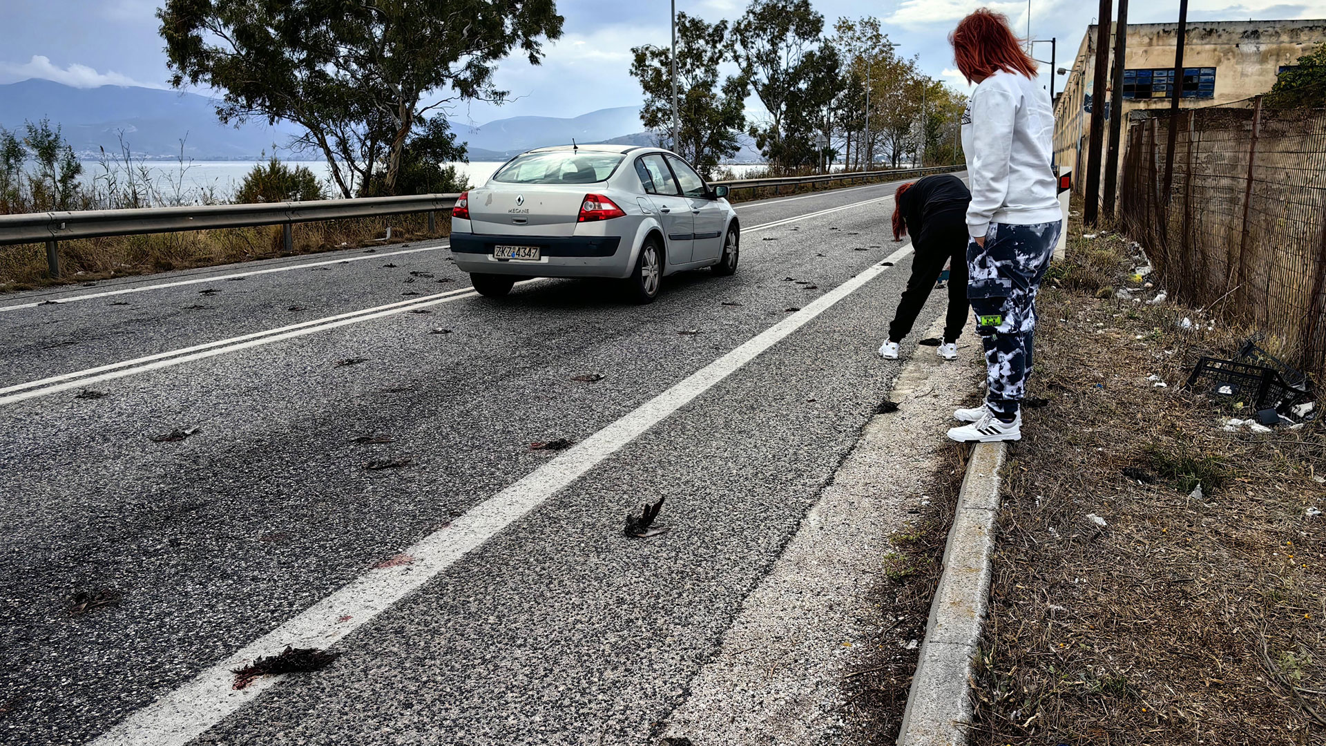 Αργολίδα: Μυστήριο με τα εκατοντάδες νεκρά πτηνά στην παραλιακή Ναυπλίου – Νέας Κίου-1