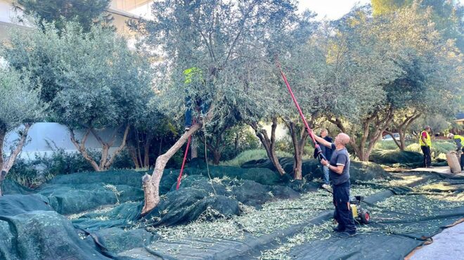 μαζεύοντας-ελιές-στους-δρόμους-της-αθ-563321227