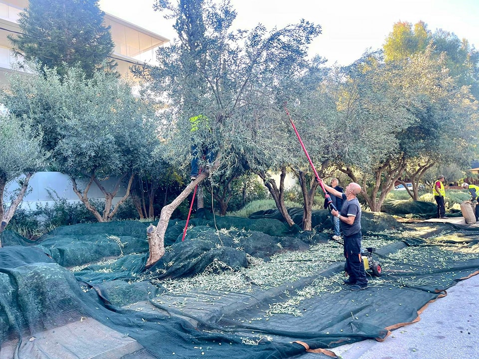 μαζεύοντας-ελιές-στους-δρόμους-της-αθ-563321227