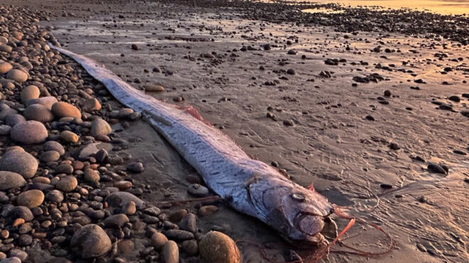 το-ψάρι-της-αποκάλυψης-εμφανίστηκε-563330752