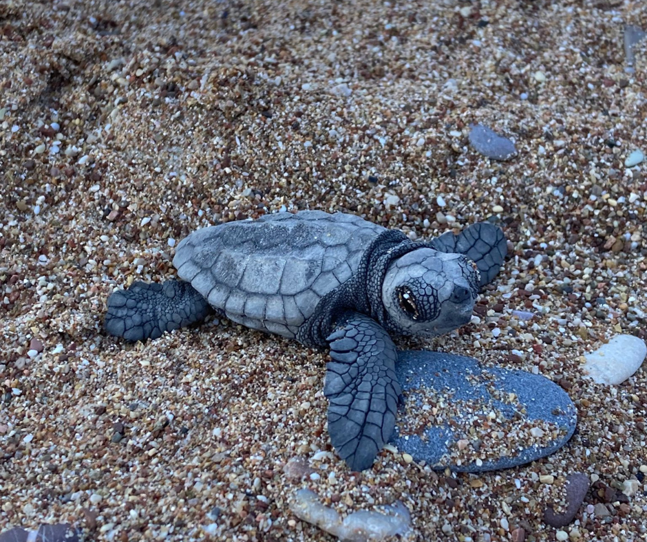 Οι καρέτα καρέτα επιστρέφουν θριαμβευτικά-1