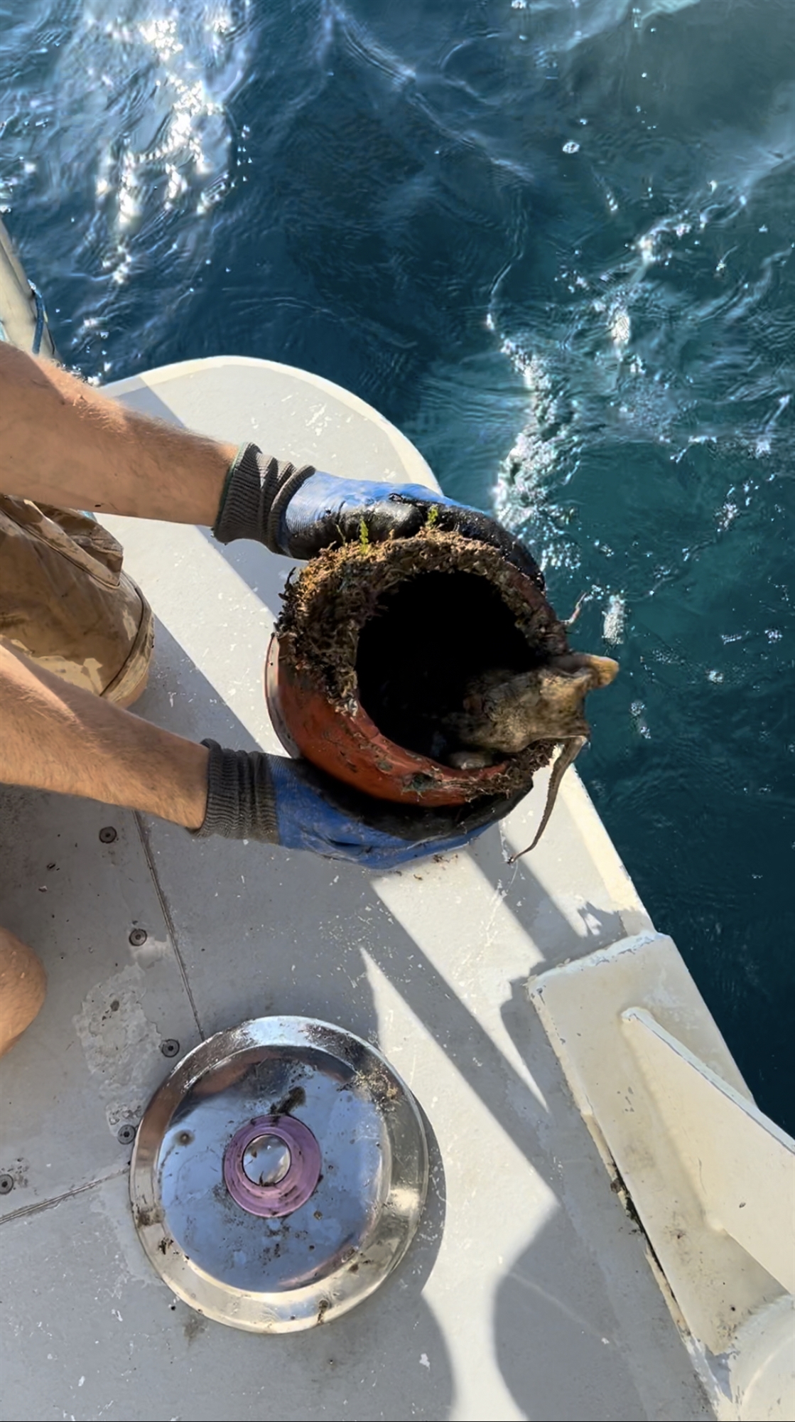 Διασώζοντας χταπόδια στο Θρακικό Πέλαγος-2