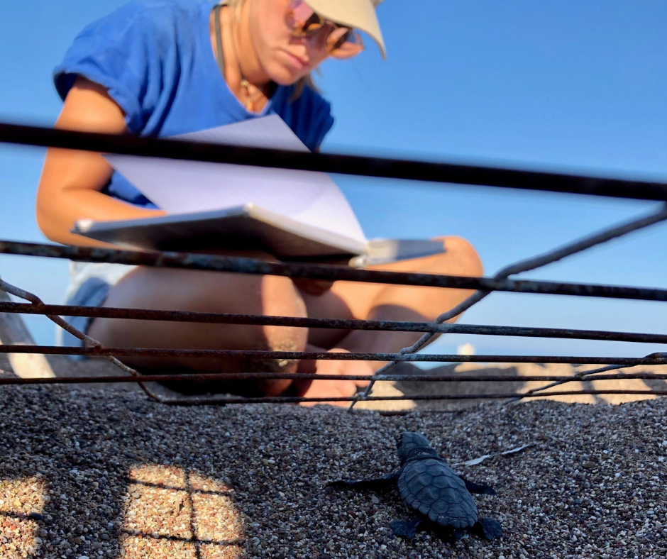 Οι καρέτα καρέτα επιστρέφουν θριαμβευτικά-2