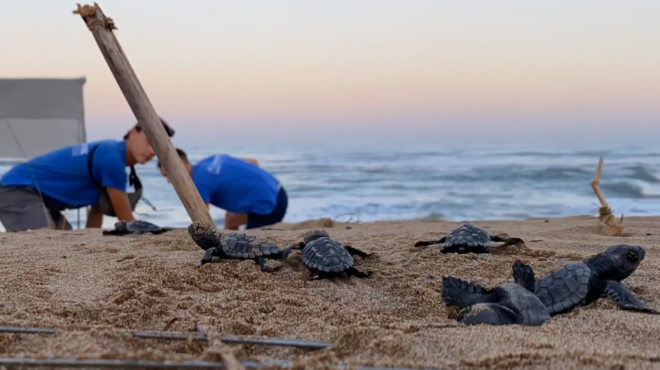 οι-χελώνες-καρέτα-προτιμούν-την-ελλ-563301181