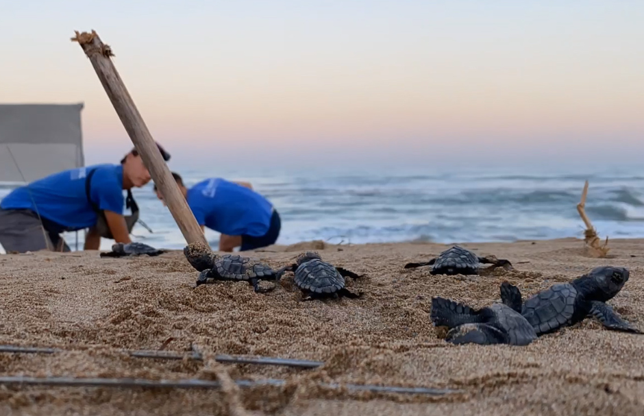 οι-καρέτα-καρέτα-επιστρέφουν-θριαμβε-563301181