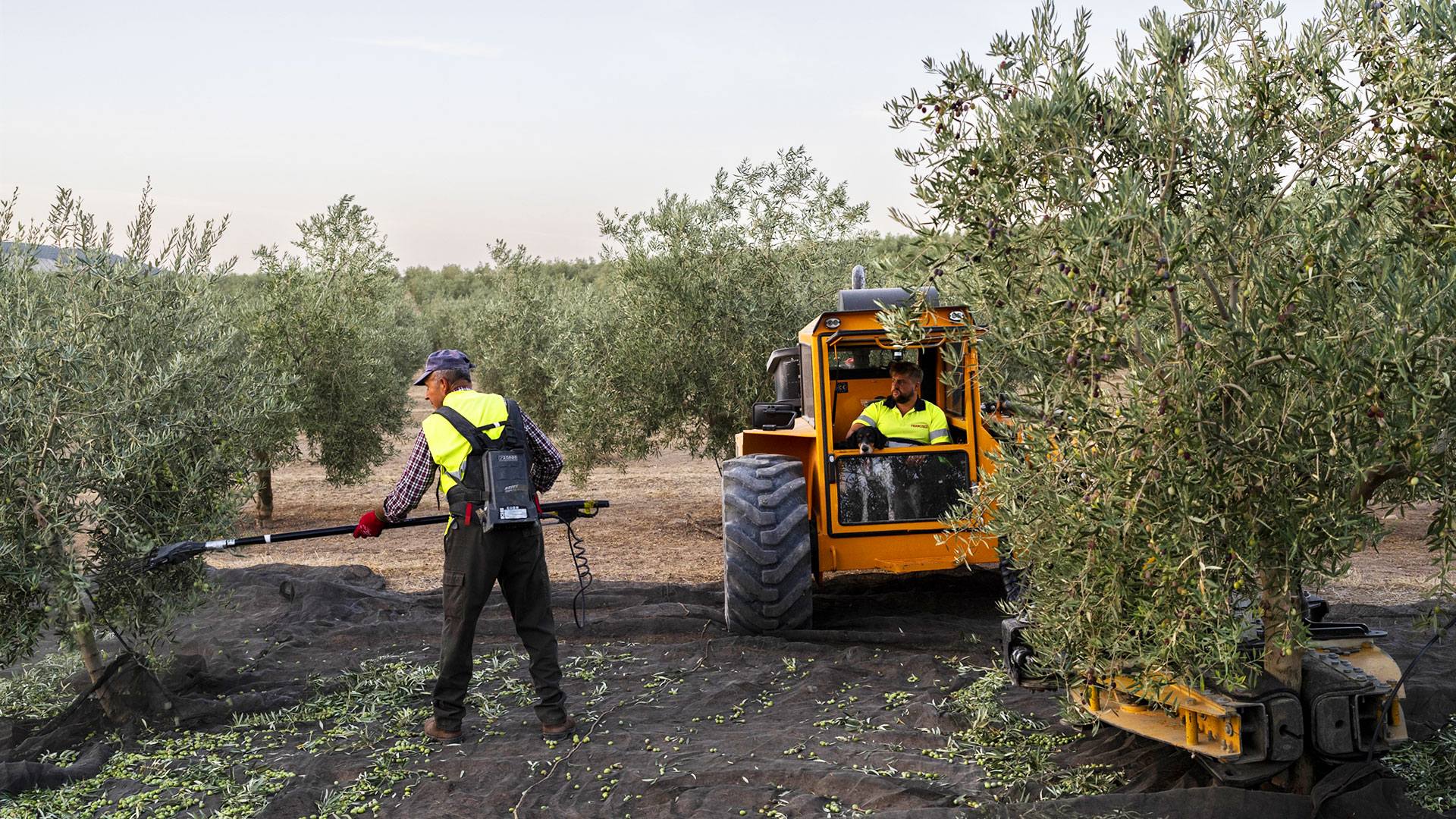 Ερχεται μεγάλη πτώση στις τιμές του ελαιολάδου-1