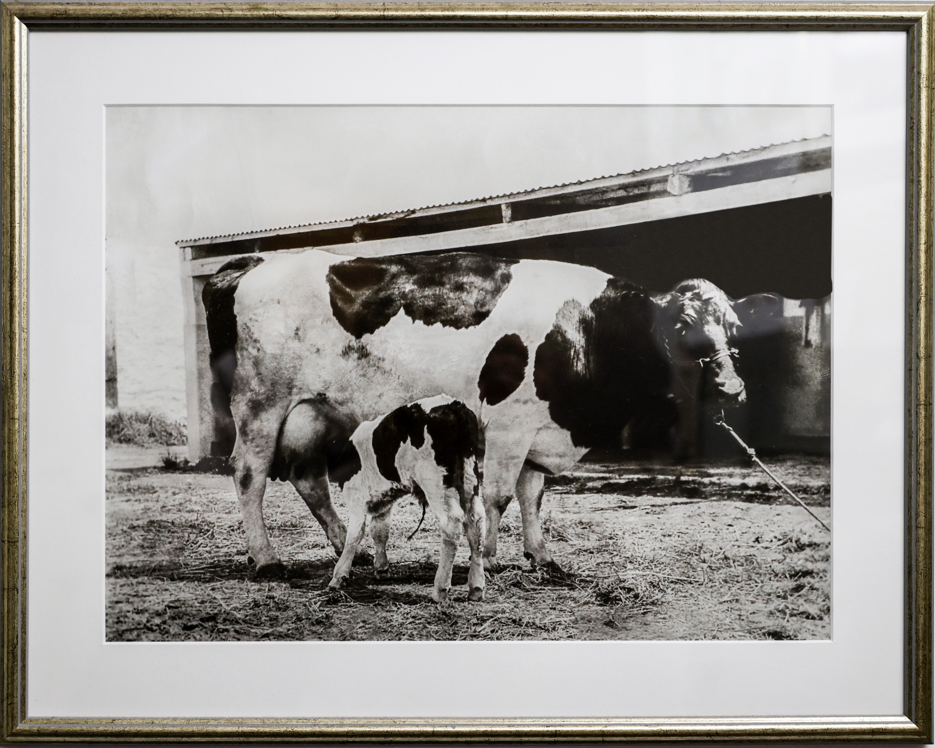 «Οι Κηφισιώτες δεν αγαπούμε τα βόρεια προάστια, αγαπούμε την πόλη μας»-13