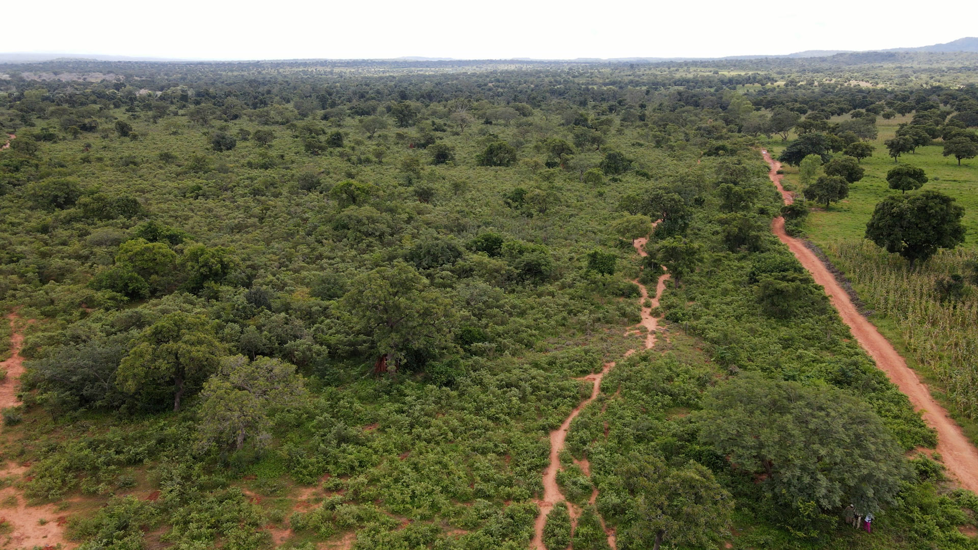 Μάλι: Ακτιβιστές φυτεύουν δέντρα, αλλά οι κάτοικοι «χρειάζονται καυσόξυλα»-1