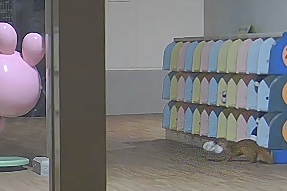 Η εκκλησία της πάπιας-1