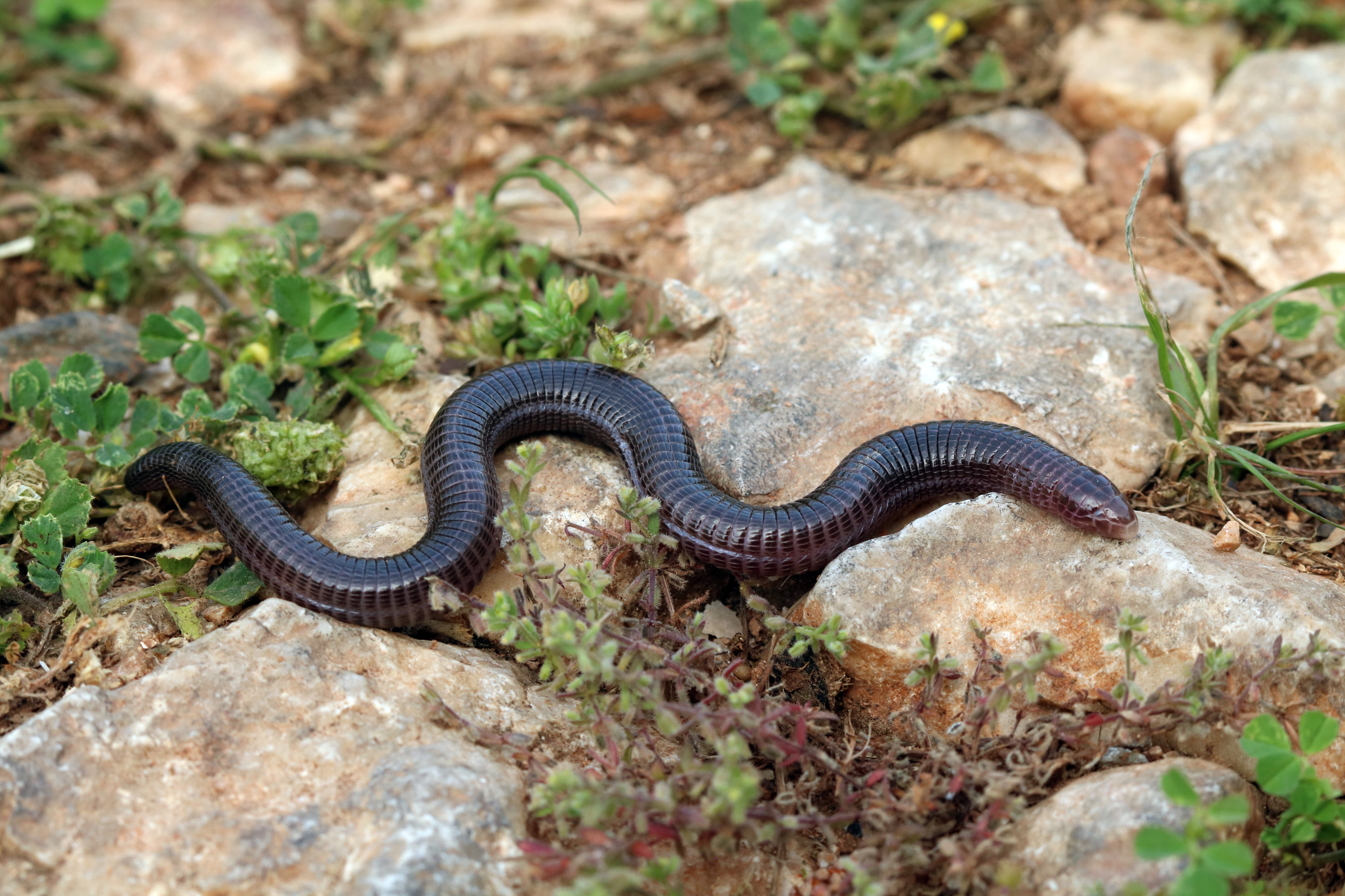 Μία ελληνική ανακάλυψη 50 εκατ. ετών-4