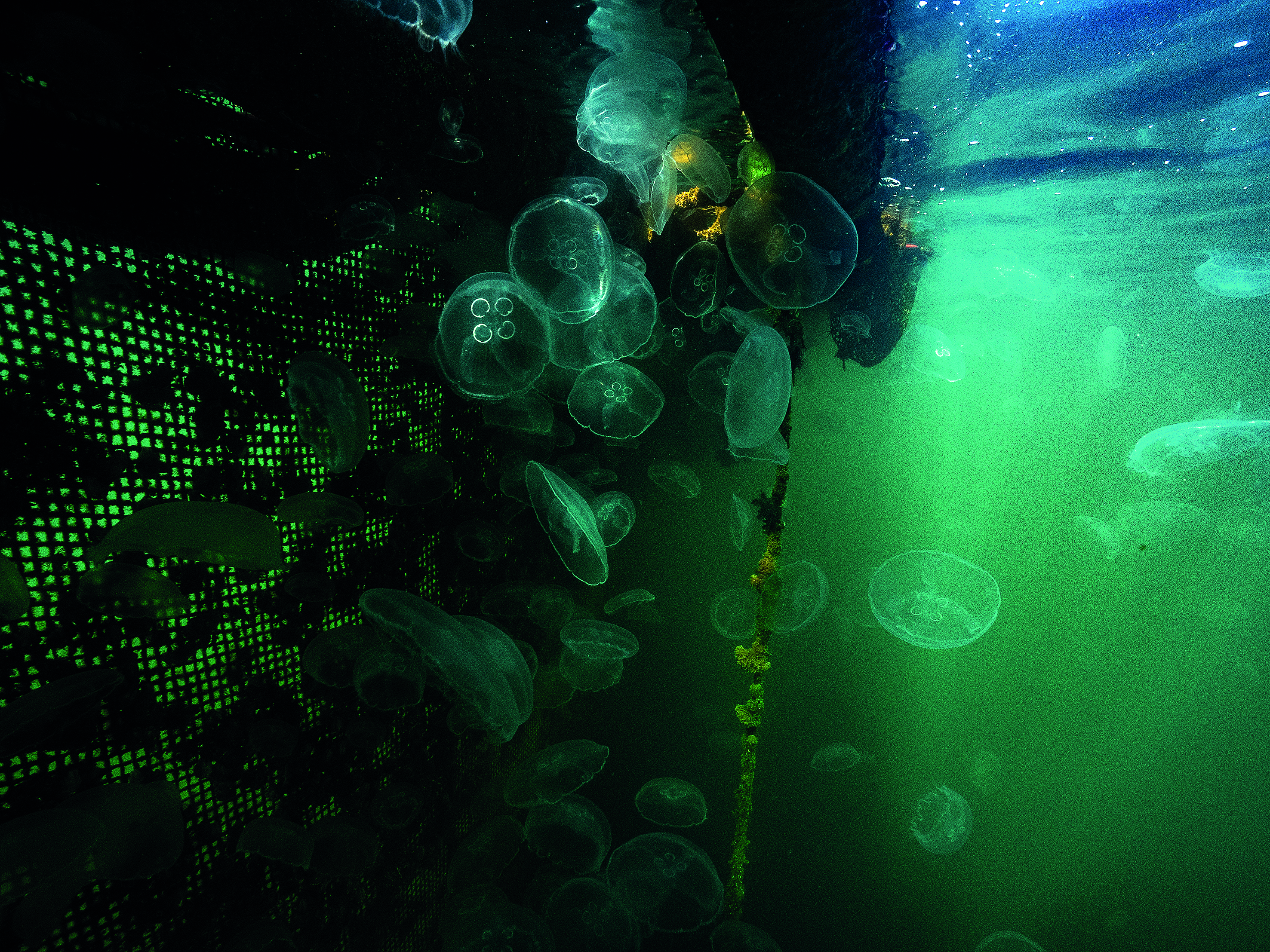 Τα θαλάσσια «φαντάσματα» του Αμβρακικού-6