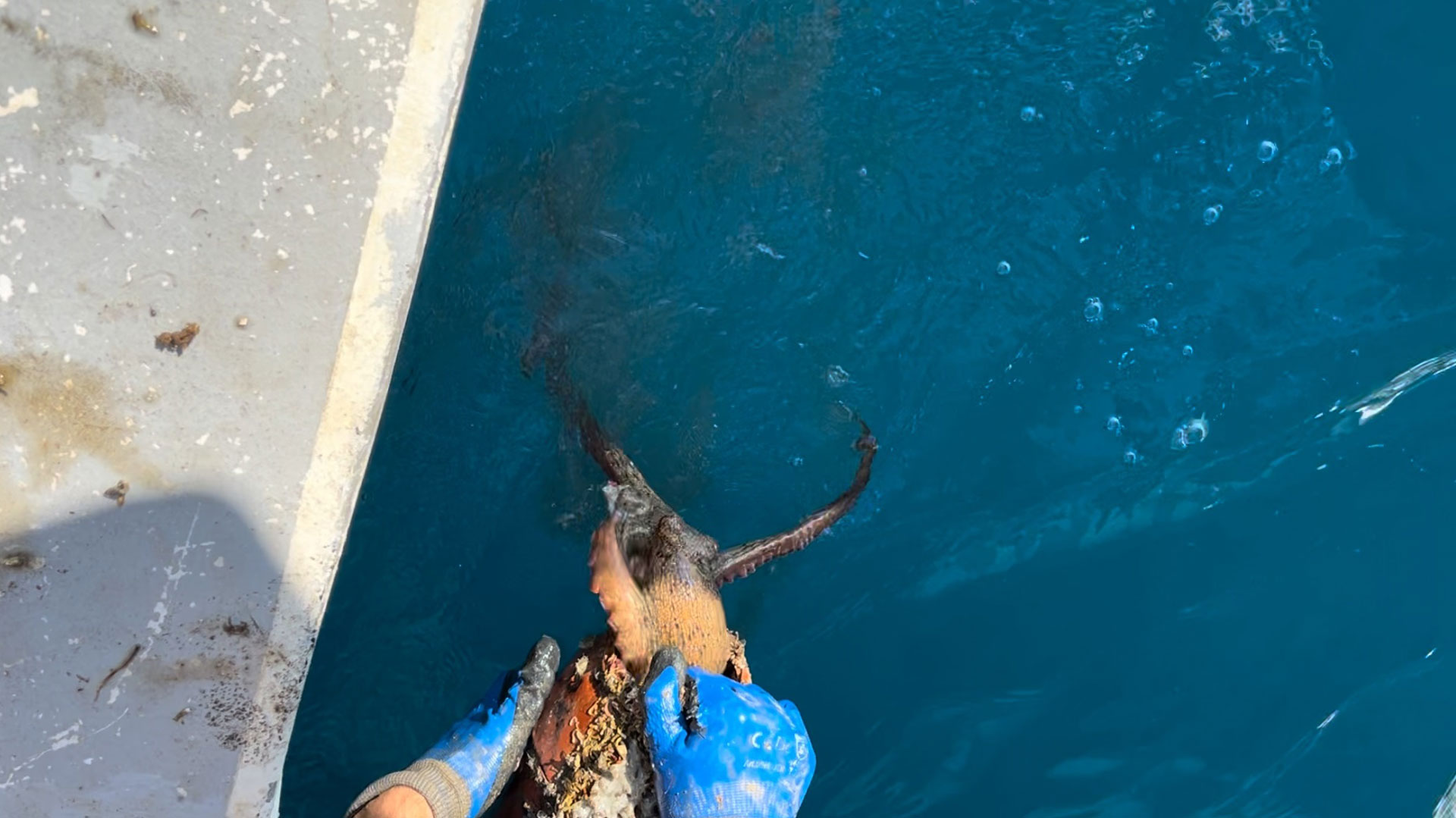 Πόρτο Λάγος: «Ψάρεψαν» 6.500 παγίδες χταποδιών-2