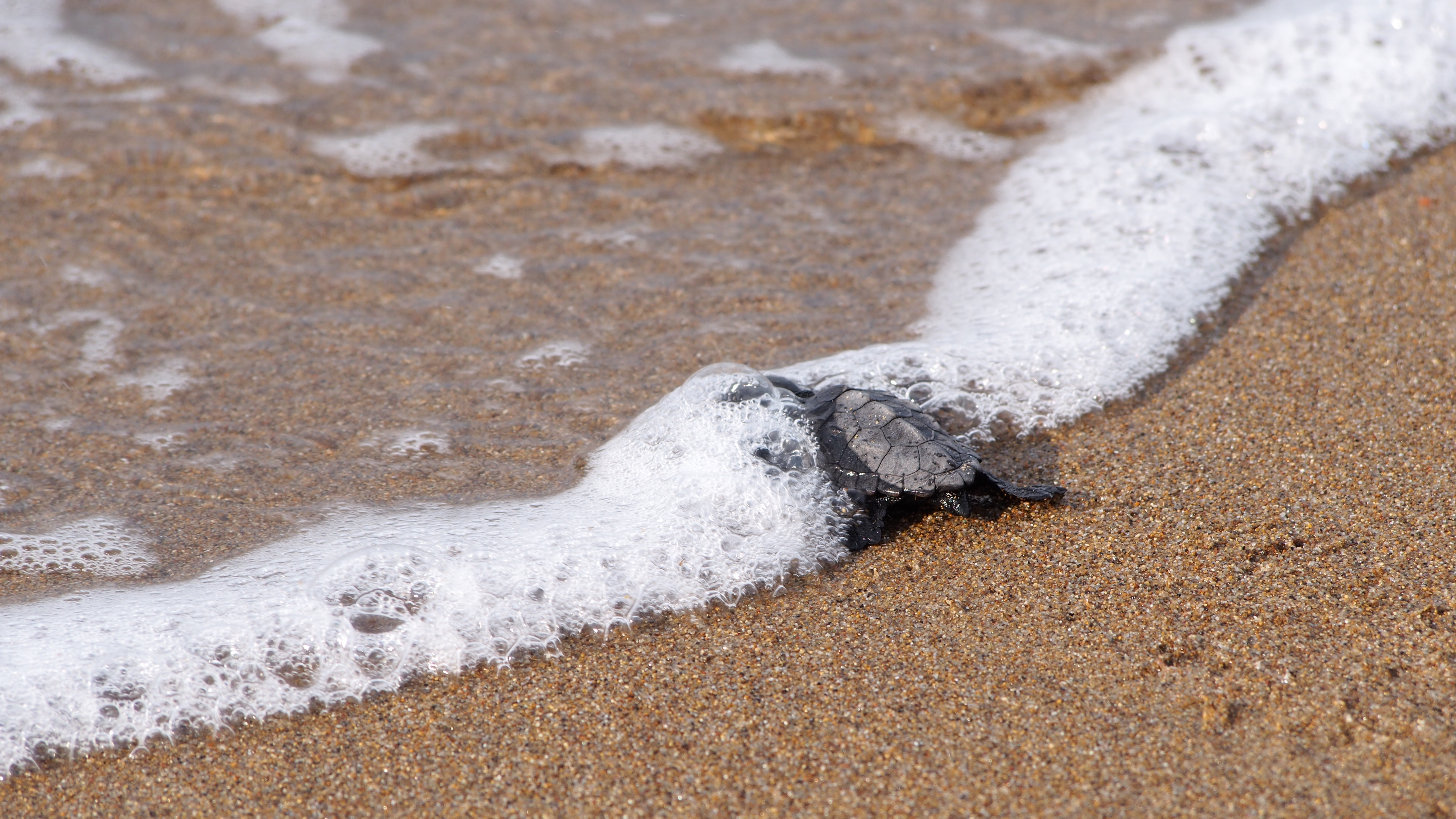 Οι καρέτα καρέτα επιστρέφουν θριαμβευτικά-4