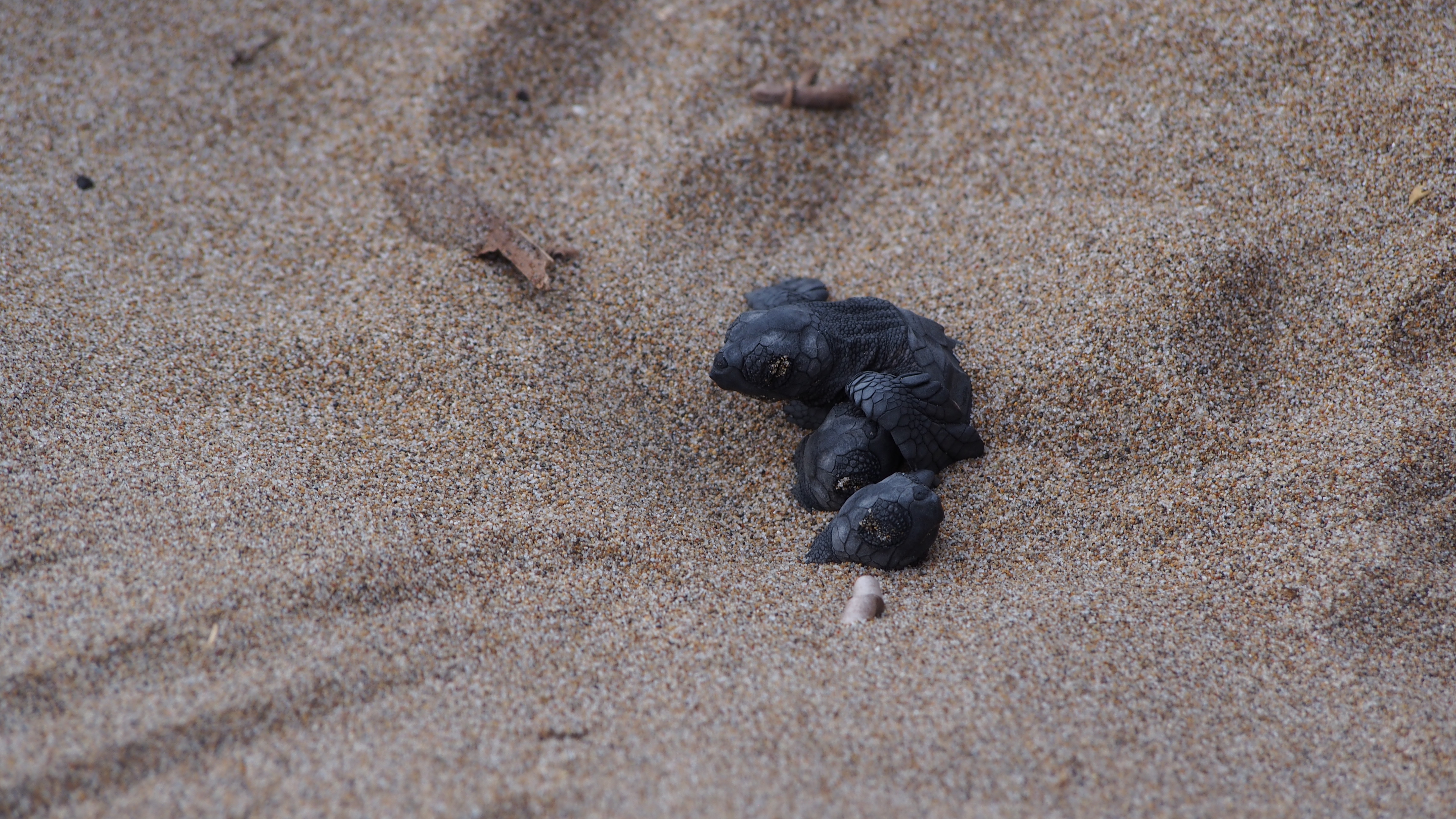 Οι καρέτα καρέτα επιστρέφουν θριαμβευτικά-5