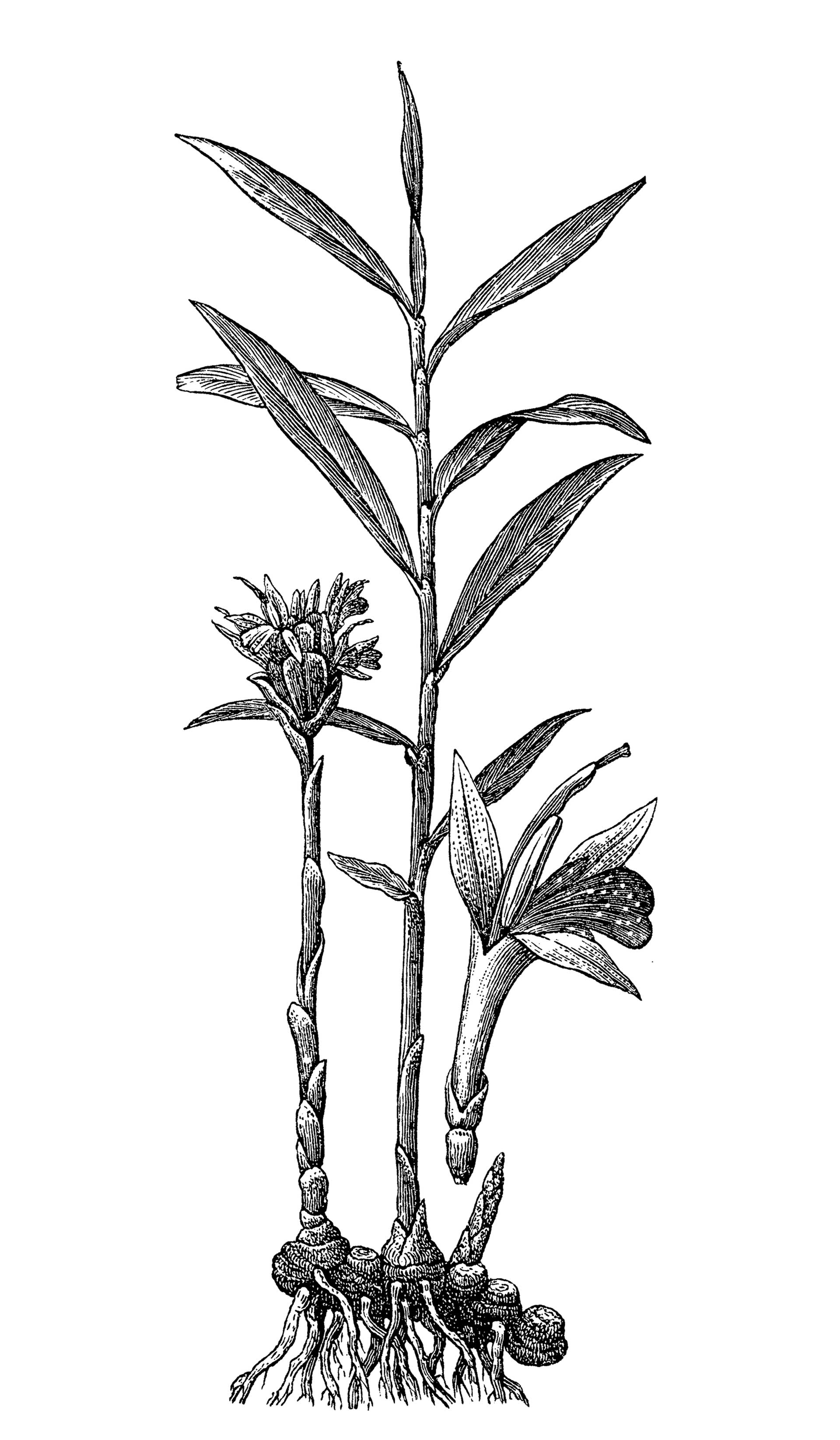 Το μπαχαρικό που κάνει καλό στο στομάχι και μειώνει τη χοληστερόλη-1