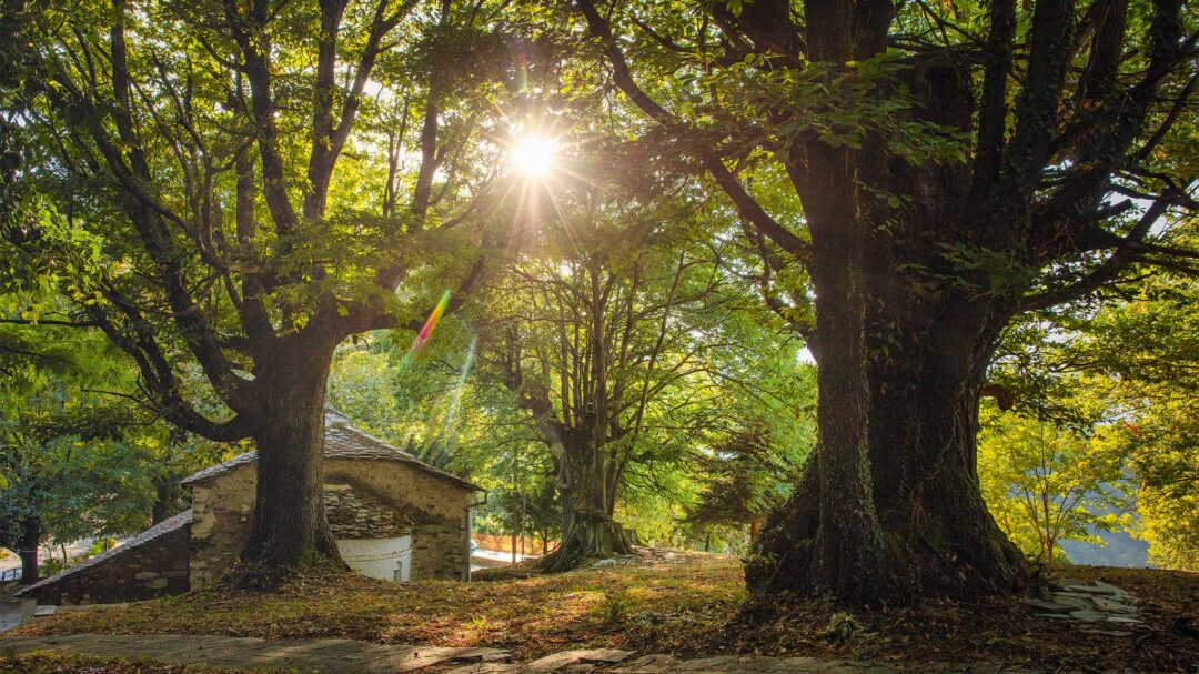τσαγκαράδα-το-χωριό-των-αιώνιων-πλατά-563309686