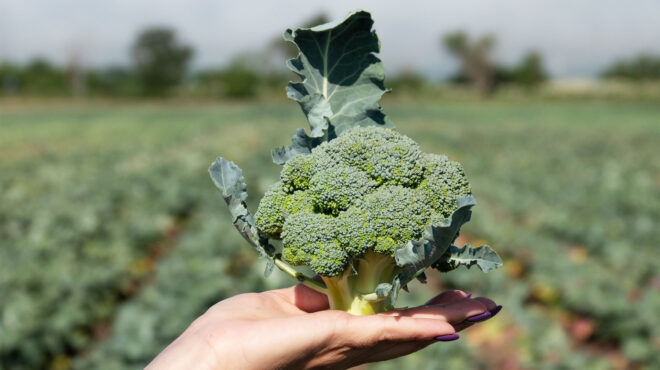 η-κατανάλωση-μπρόκολου-και-τα-πολλαπλ-563333302