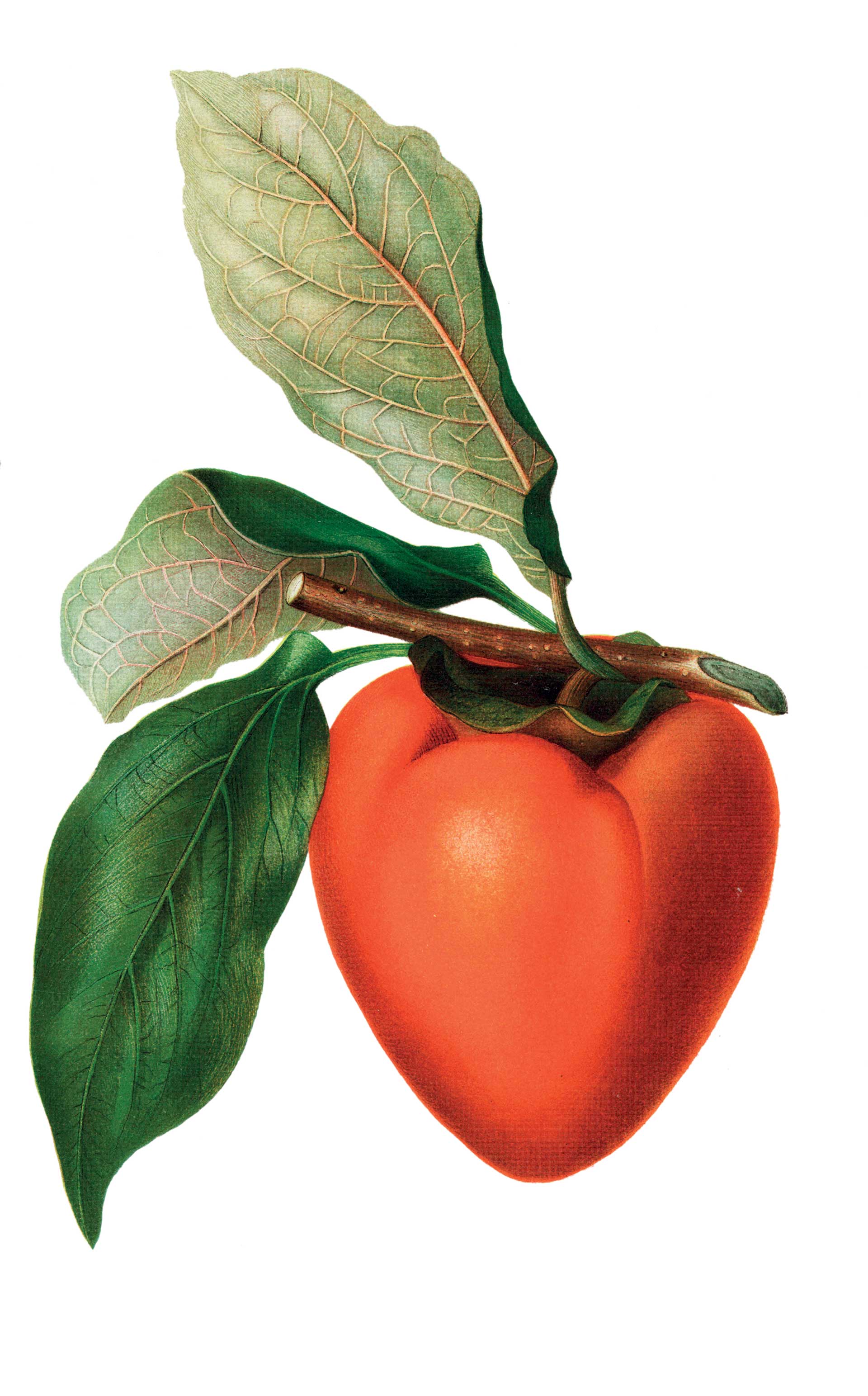 Τελικά, ποιο ήταν το φρούτο που «σκλάβωσε» του συντρόφους του Οδυσσέα;-1