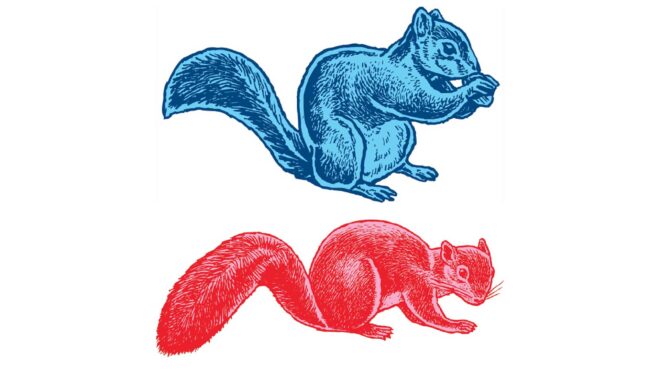 μπορούν-τα-άγρια-ζώα-να-γίνουν-κατοικί-563323615