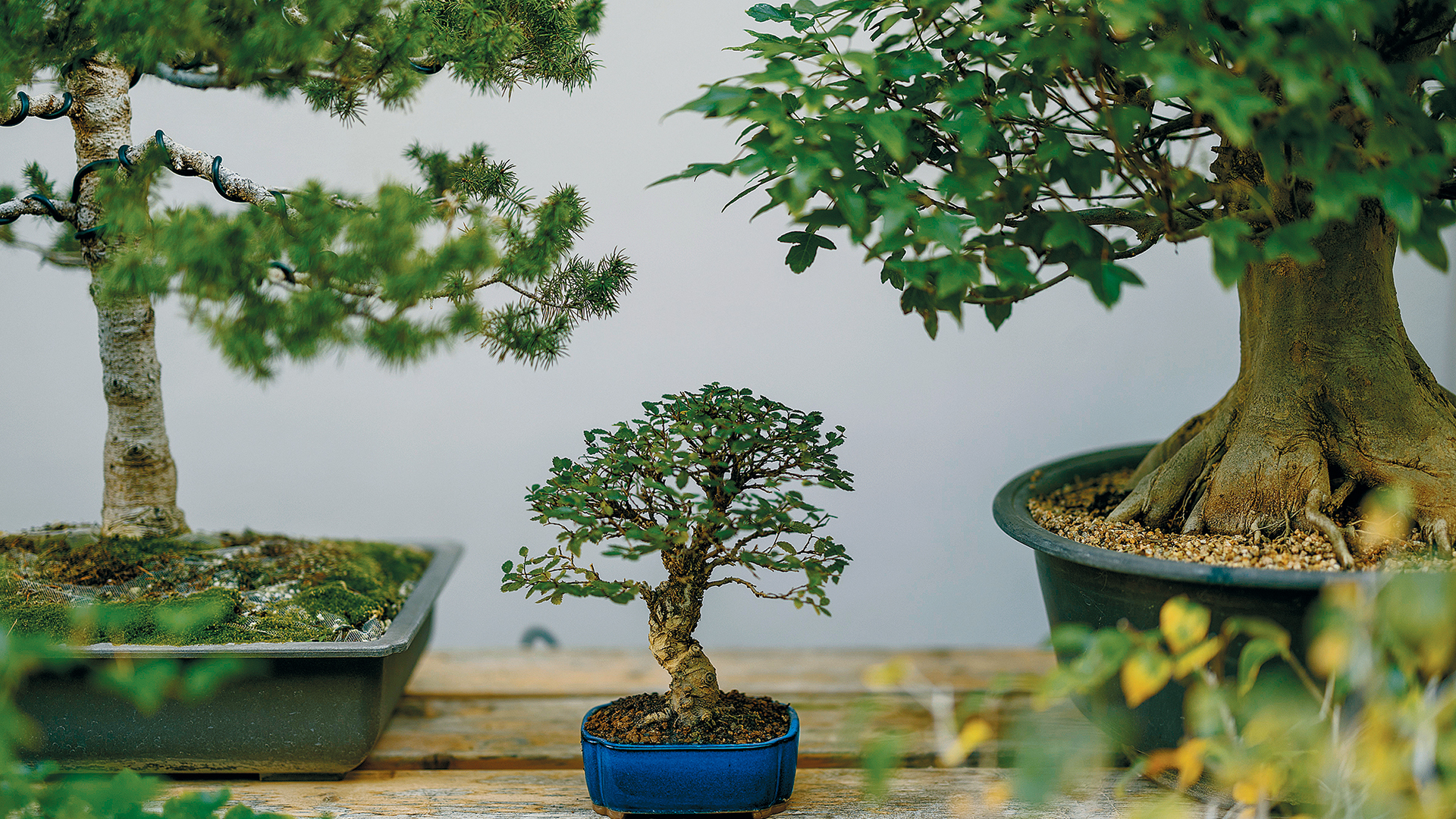 Υπάρχει κήπος με 100 μπονσάι στις Αχαρνές;-1