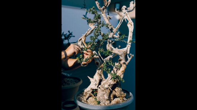 υπάρχει-κήπος-με-100-μπονσάι-στις-αχαρνέ-563307511