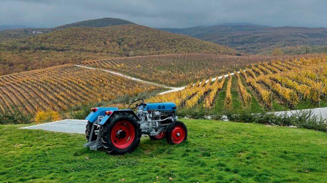 ρουμπίνι-από-ξινόμαυρο-563325715