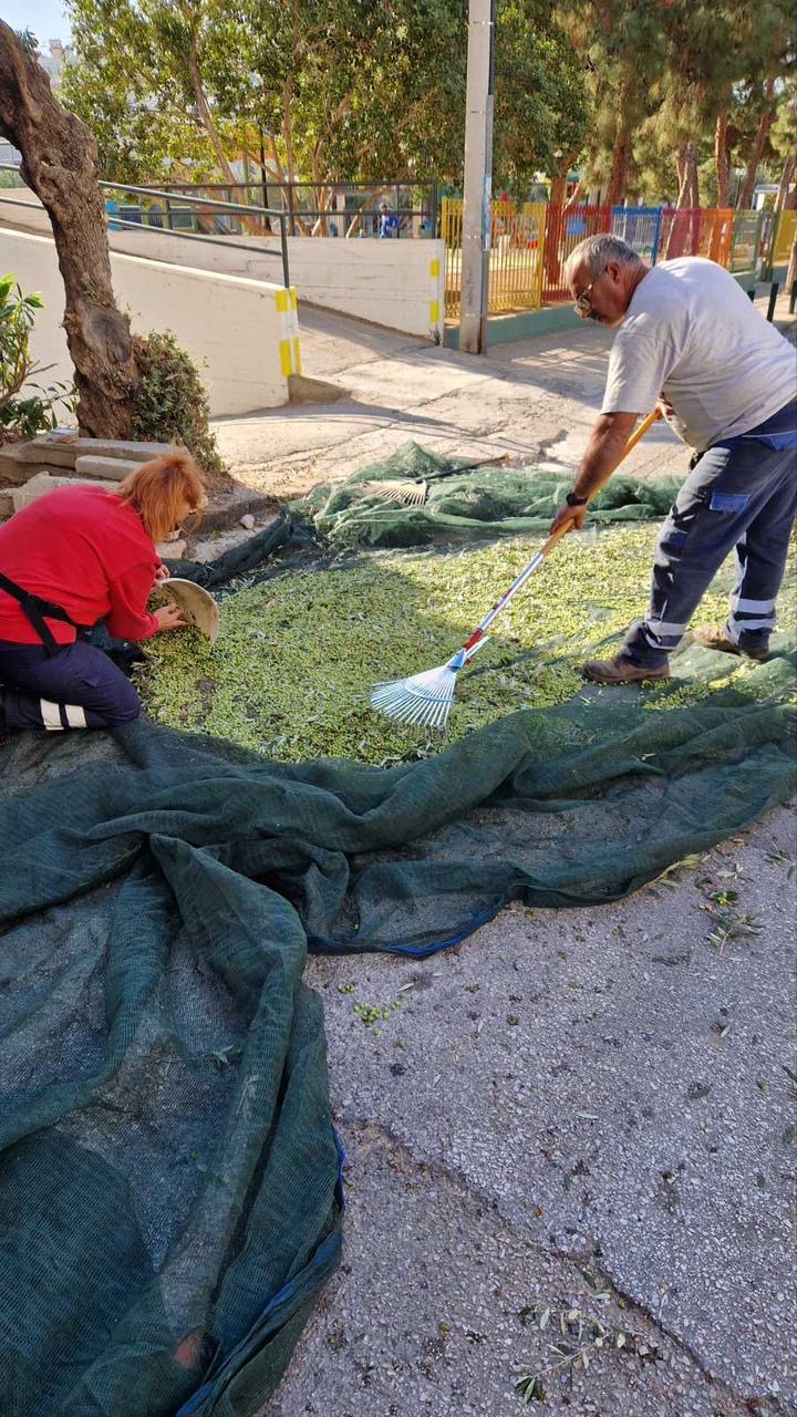 Μαζεύοντας ελιές στους δρόμους της Αθήνας-3
