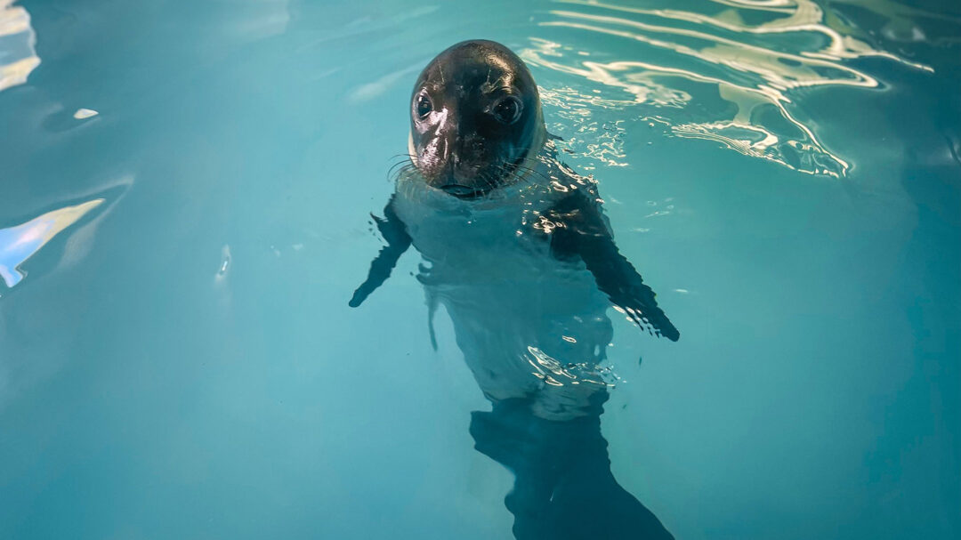 οι-ιστορίες-του-παναγή-του-ρένου-και-τη-563343415
