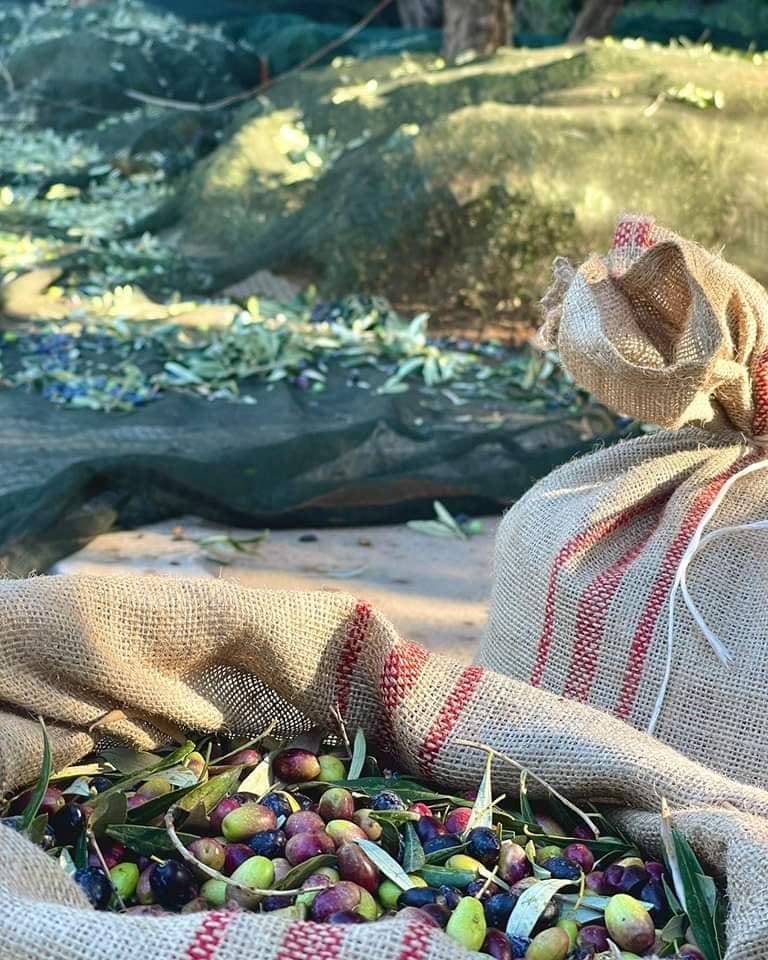 Μαζεύοντας ελιές στους δρόμους της Αθήνας-2