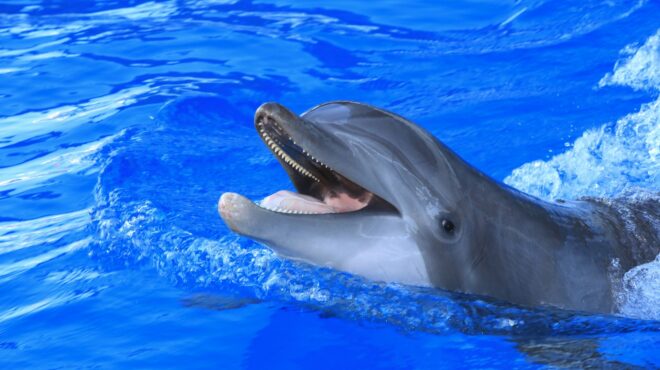 τα-δελφίνια-χαμογελούν-όταν-παίζουν-μ-563339791