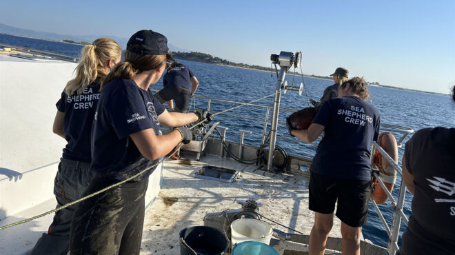 διασώζοντας-χταπόδια-στο-θρακικό-πέλ-563342980