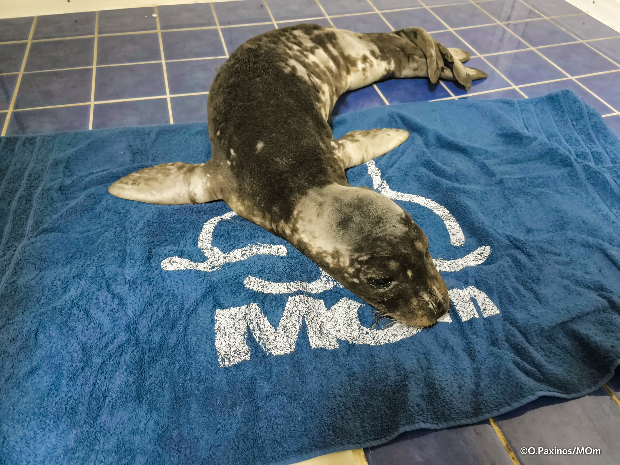 Οι ιστορίες του Παναγή, του Ρένου και της Κωνσταντίνας-4