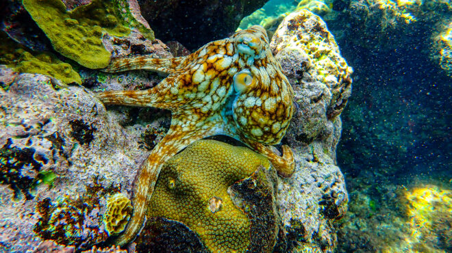 πόσο-κοστίζει-στα-χταπόδια-να-αλλάζ-563342974