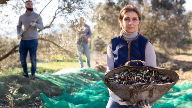 ελαιόλαδο-οι-πρώτες-εκτιμήσεις-για-τη-563347750
