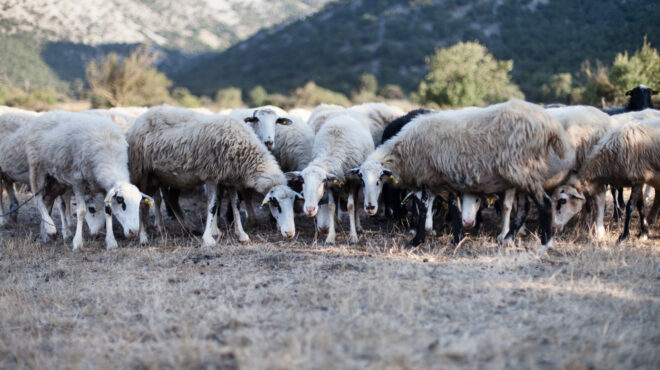 ευλογιά-αιγοπροβάτων-40-000-θανατώσεις-ζώ-563341810