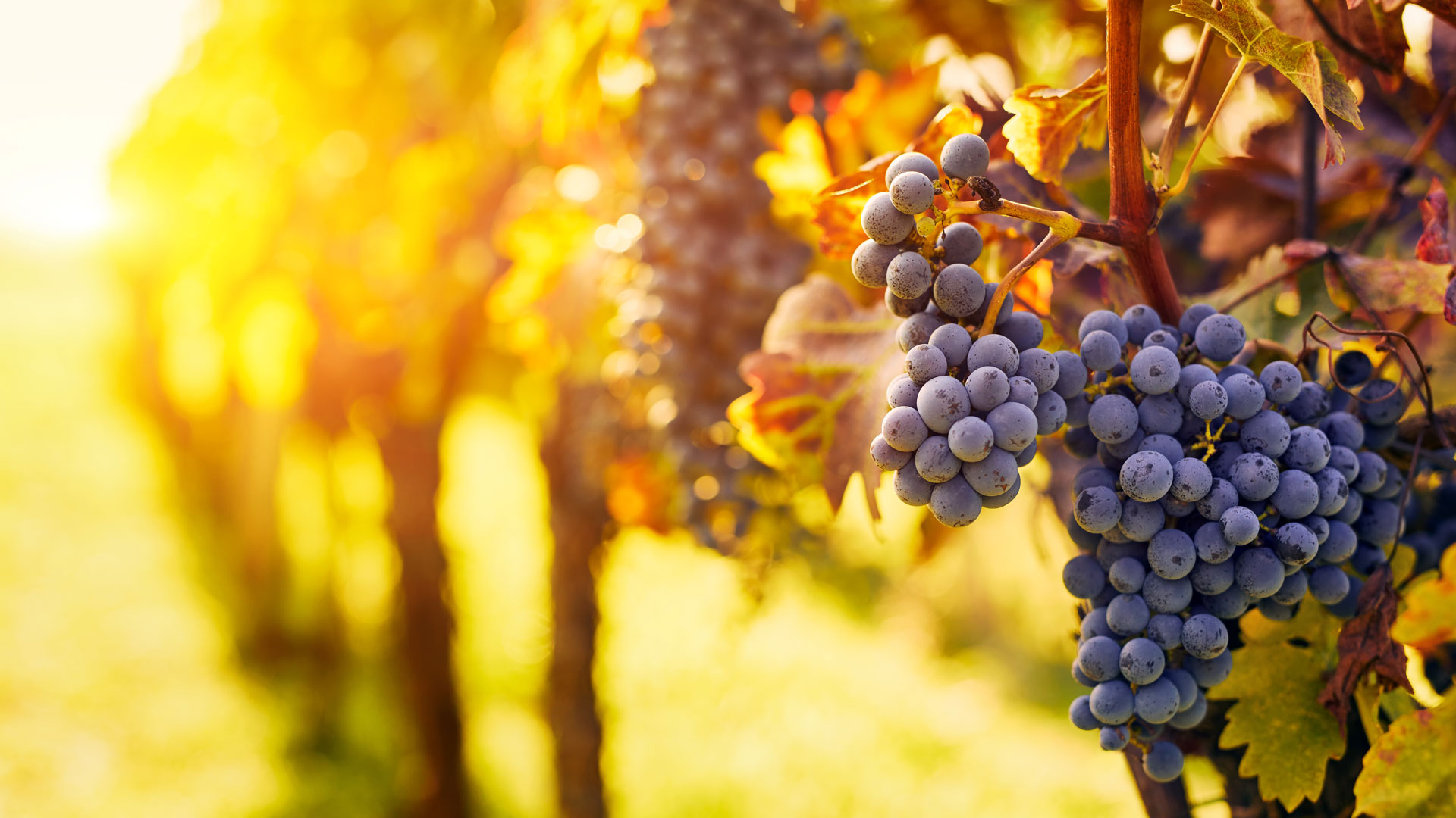 Χαμηλό 60 ετών στην παγκόσμια παραγωγή κρασιού-1