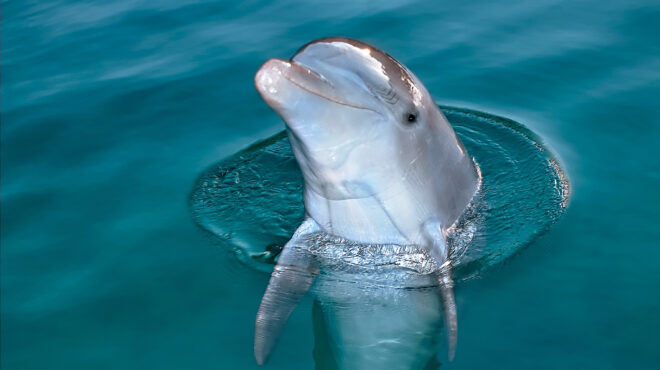 ενα-δελφίνι-μονολογεί-στη-βαλτική-563335420