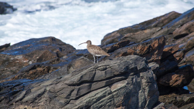 η-λεπτομύτα-δεν-θα-ξαναπετάξει-και-επι-563331505