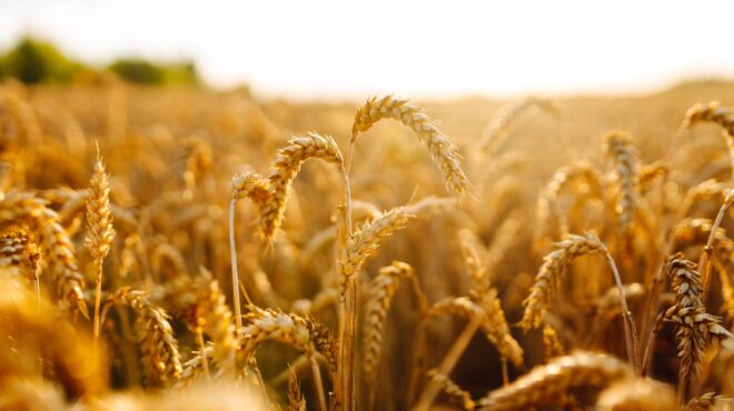 γαλλία-h-αλόγιστη-χρήση-φυτοφαρμάκου-έ-563319928