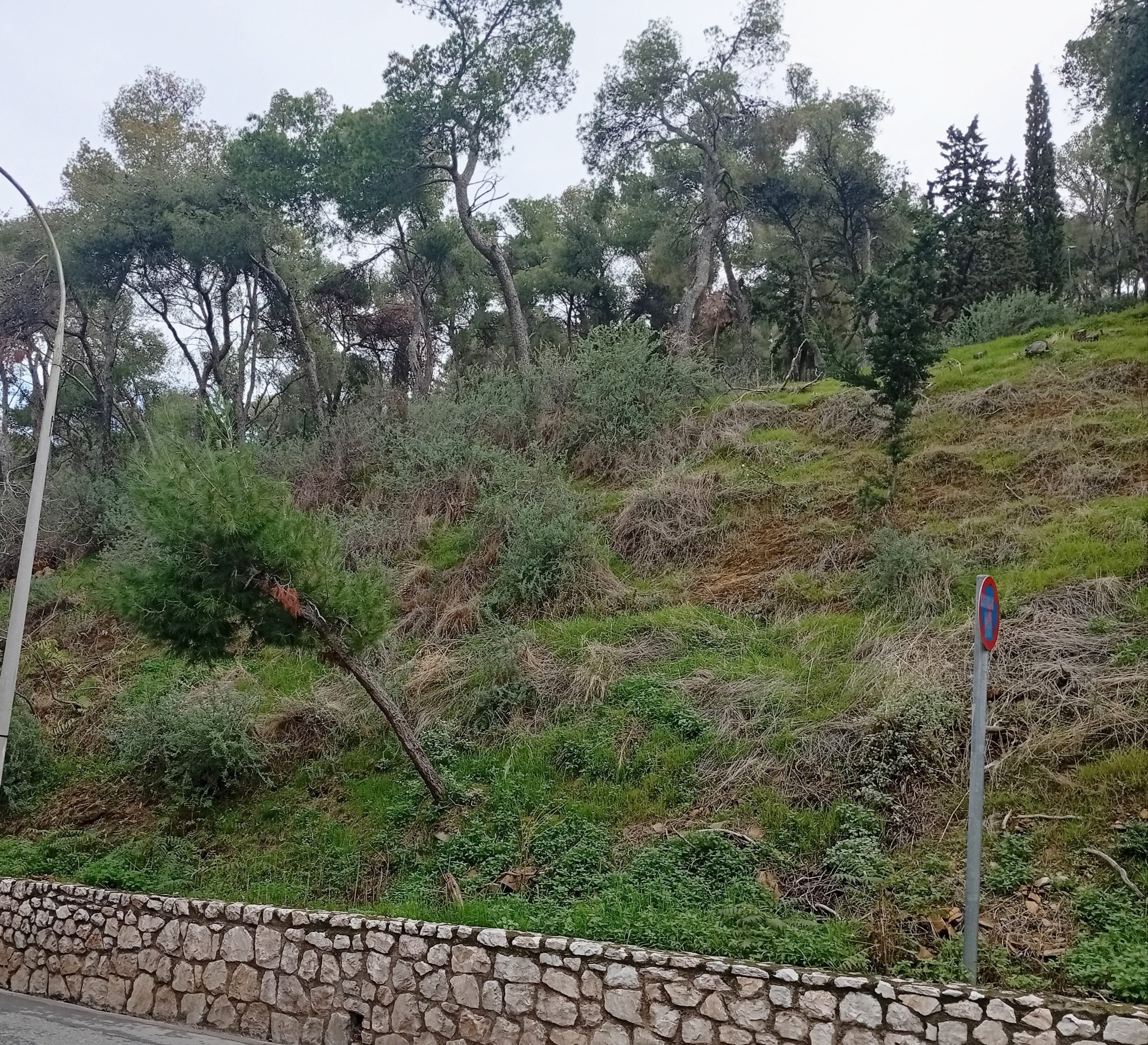 Μία λίμνη 160 τ.μ. και κήποι βροχής στον Λυκαβηττό-1