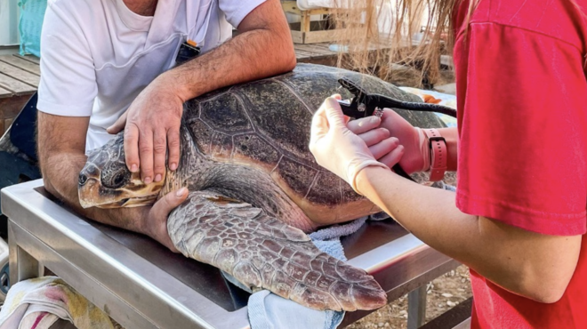 αγώνας-επιβίωσης-σε-μια-θάλασσα-γεμάτ-563391829