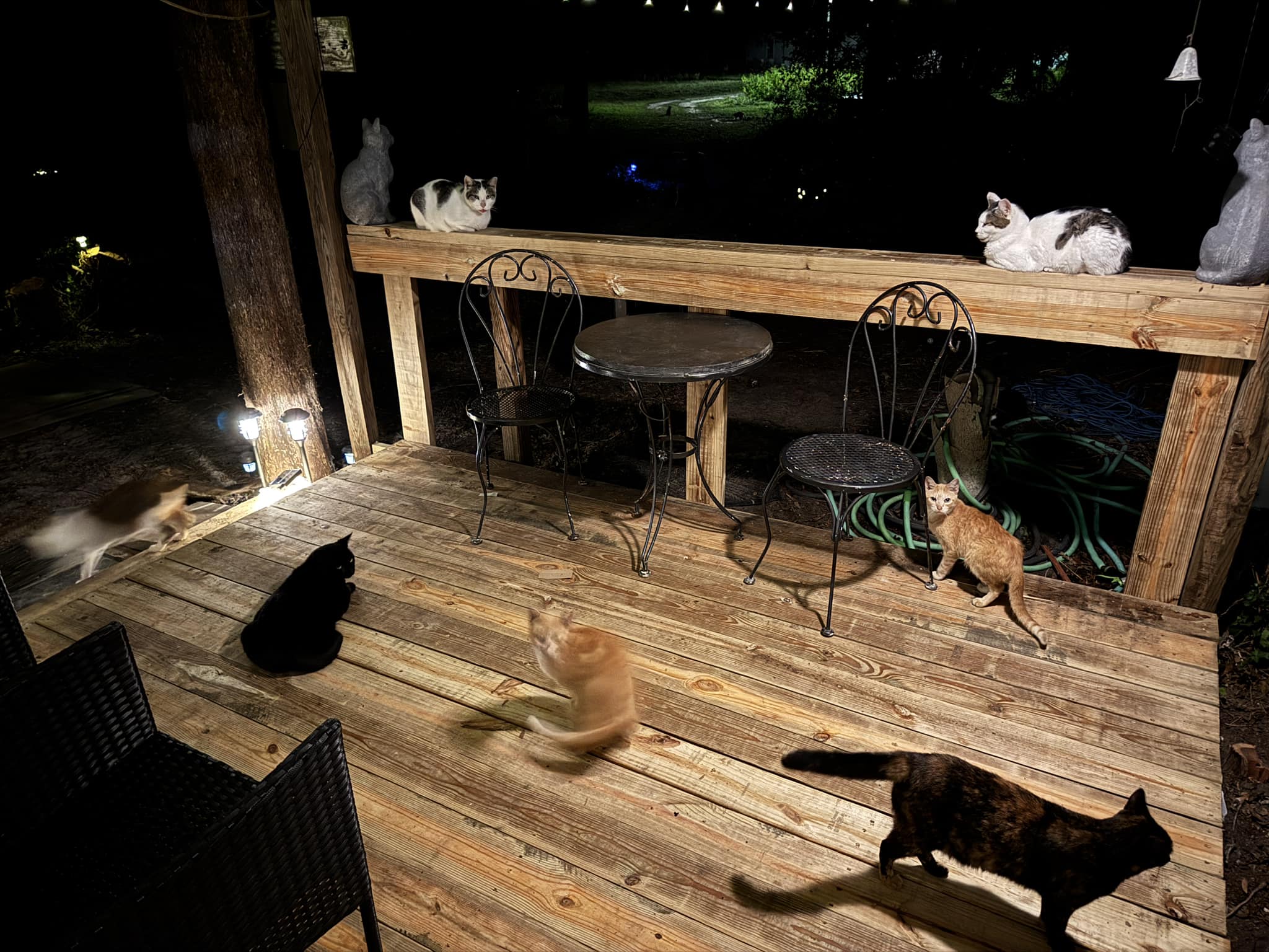 Καταφύγιο για γάτες ή Αirbnb; Και τα δύο-2