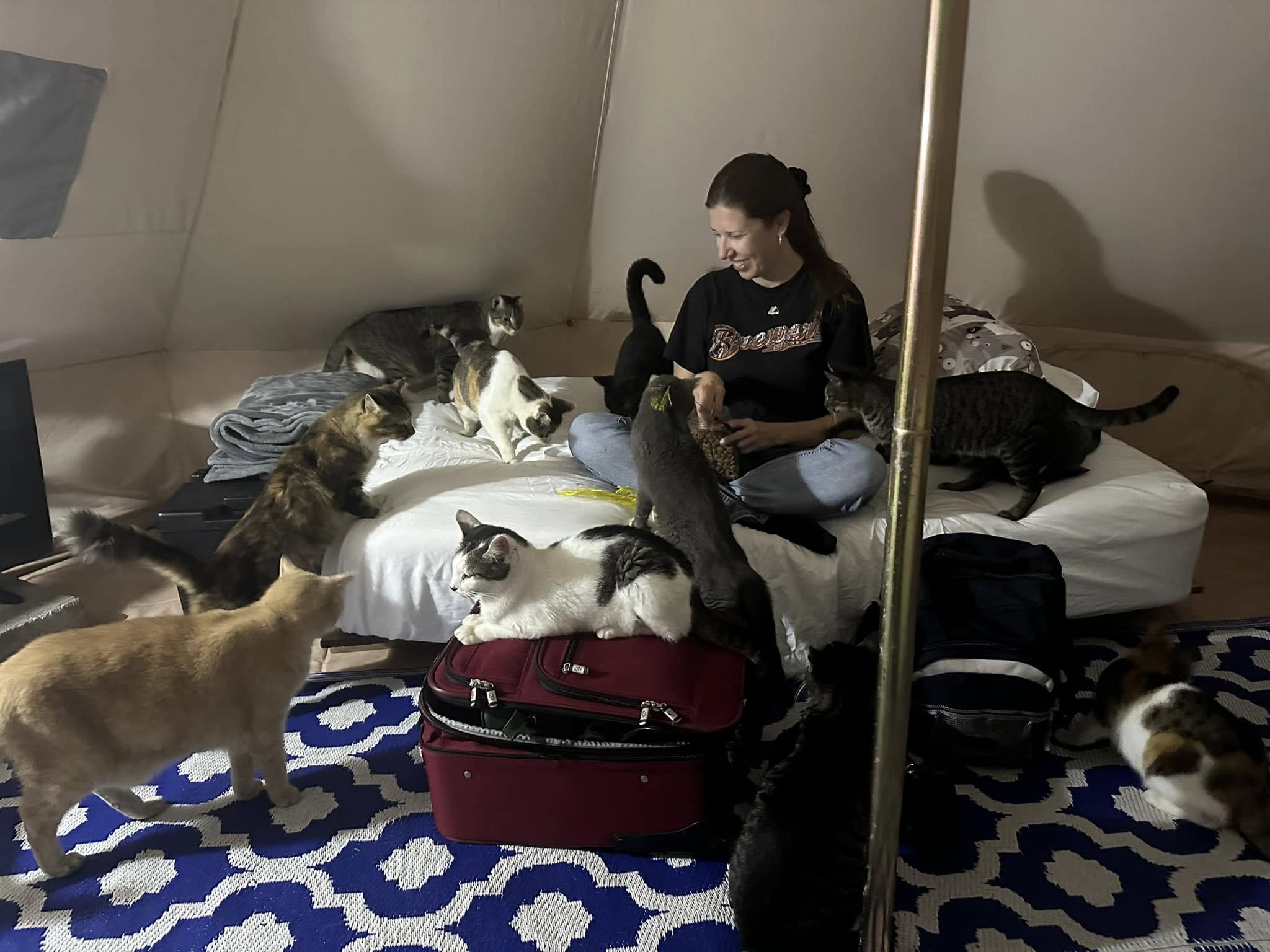 Καταφύγιο για γάτες ή Αirbnb; Και τα δύο-3